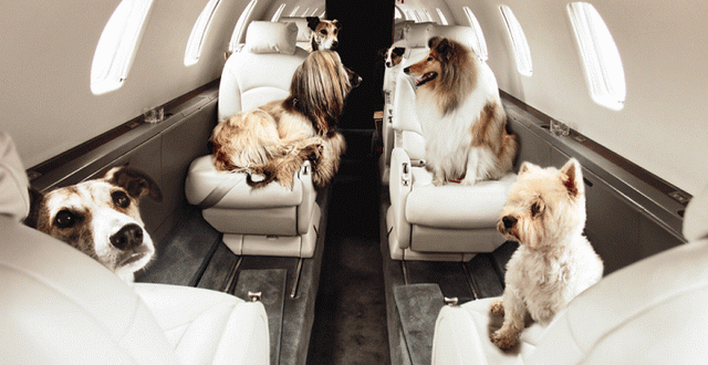 chiens sur avion