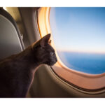 chat sur jet