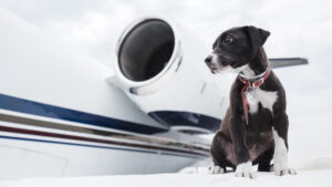 chien sur aile d'avion